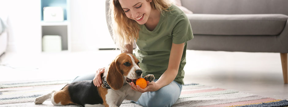 Идеи для игр с собакой в квартире