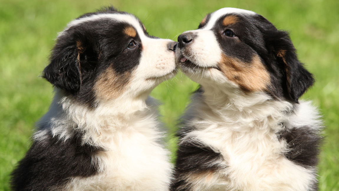 Австралийская овчарка (аусси)