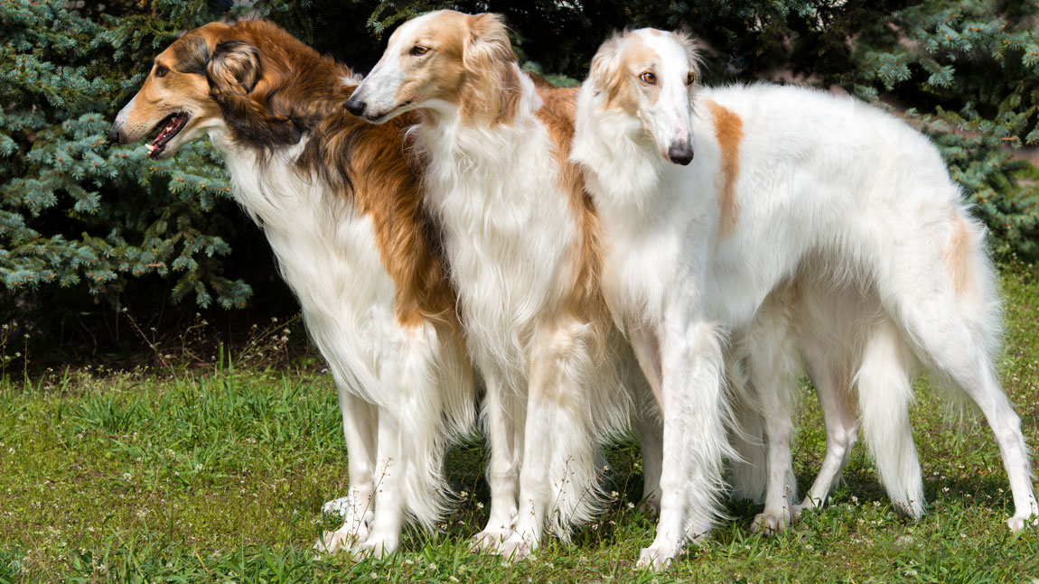 Русская псовая борзая