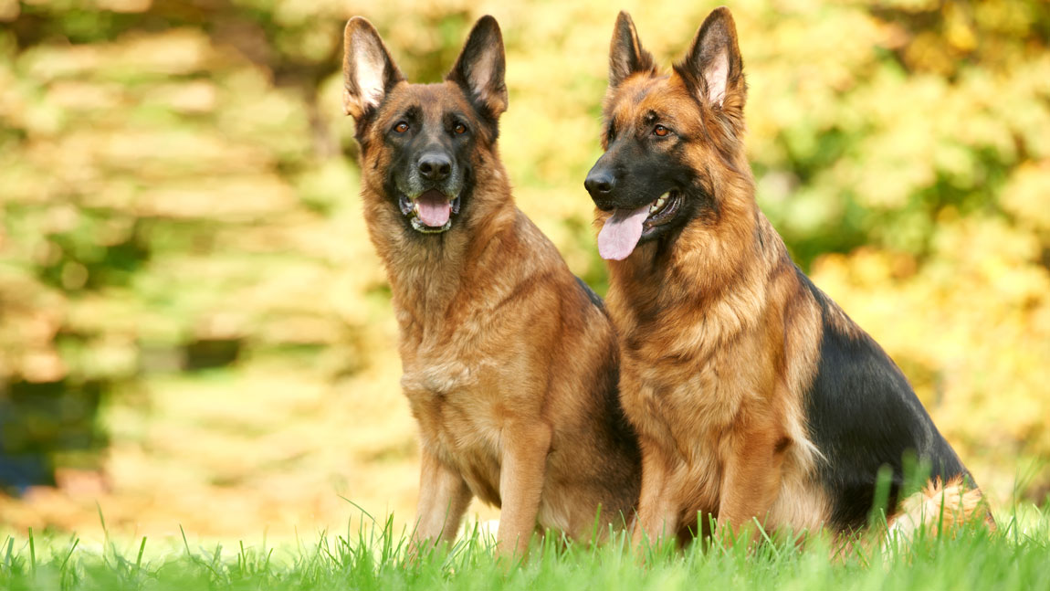 Немецкая овчарка