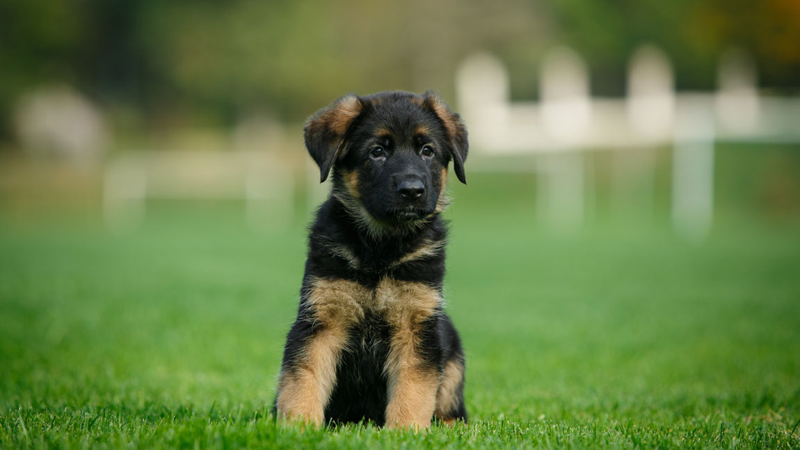 Немецкая овчарка