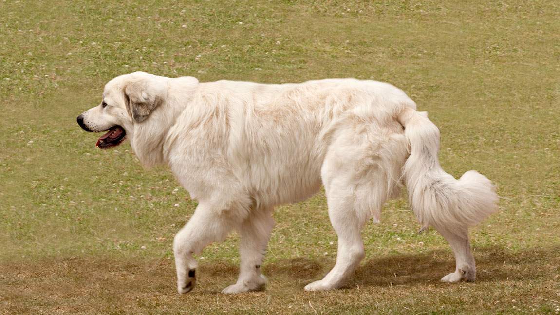 Пиренейская горная собака