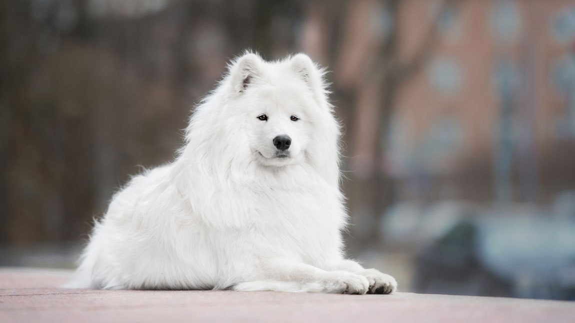 Самоедская собака