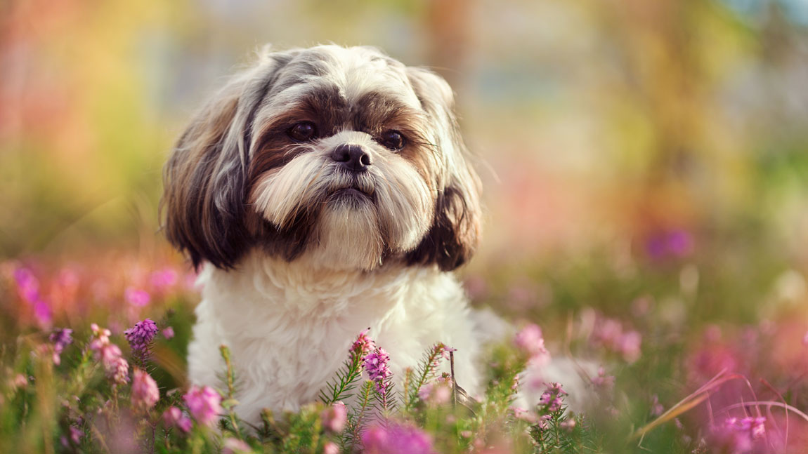 Варианты поиска клички для собаки-девочки