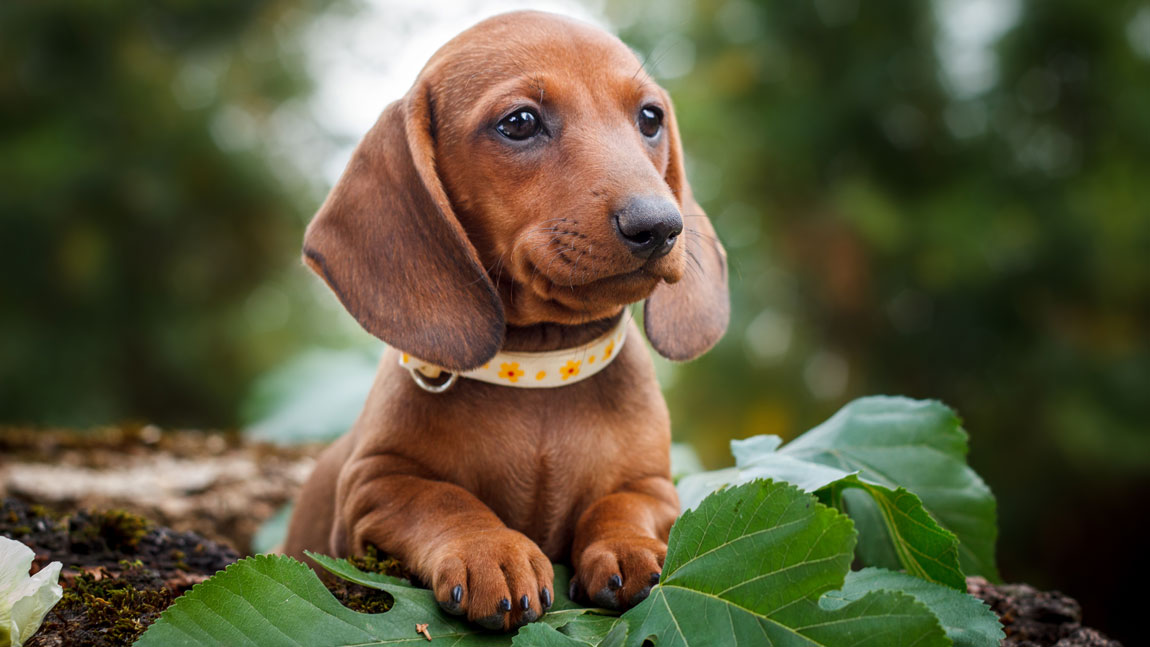Имена со смыслом для собаки-девочки