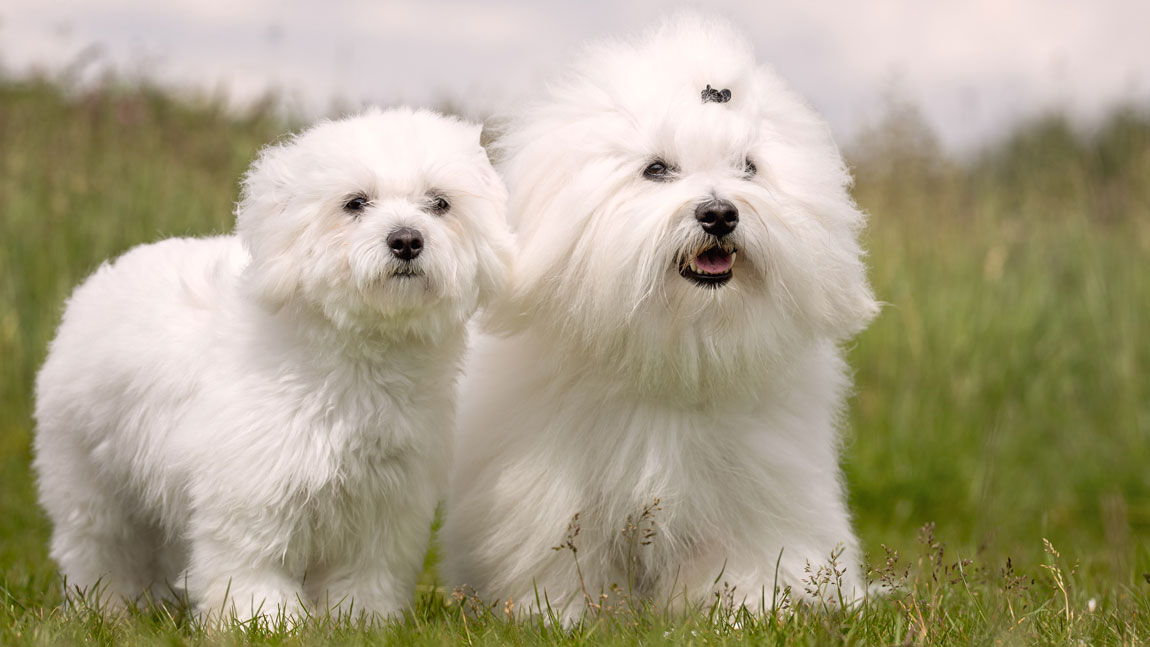 Имена со смыслом для собаки-девочки