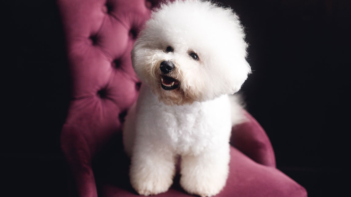 Выбираем кличку для собаки-девочки