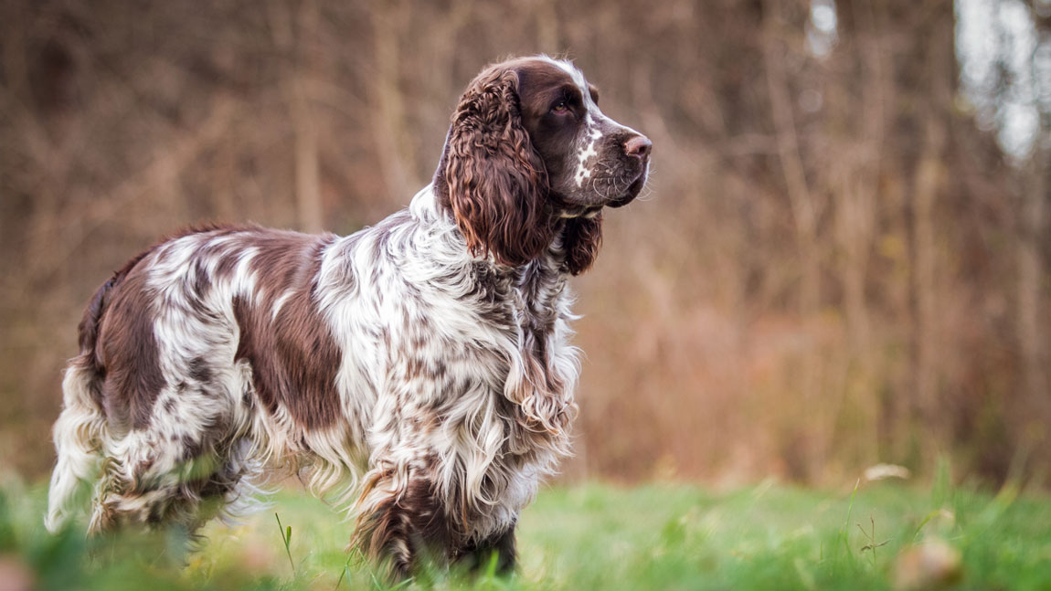 английский спрингер-спаниель