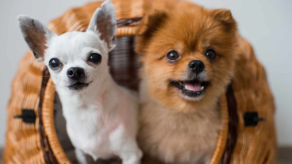 Современные прозвища для собак