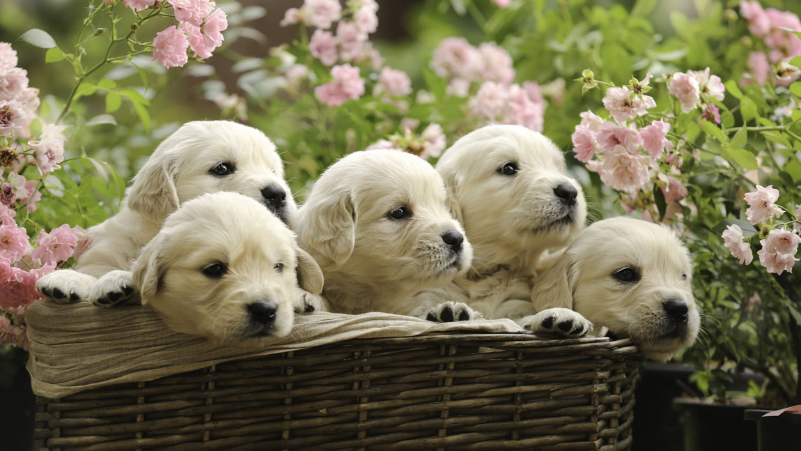 Забавные клички для собаки-девочки