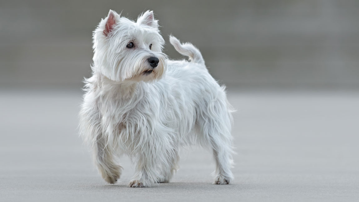 Вест-хайленд-уайт-терьер