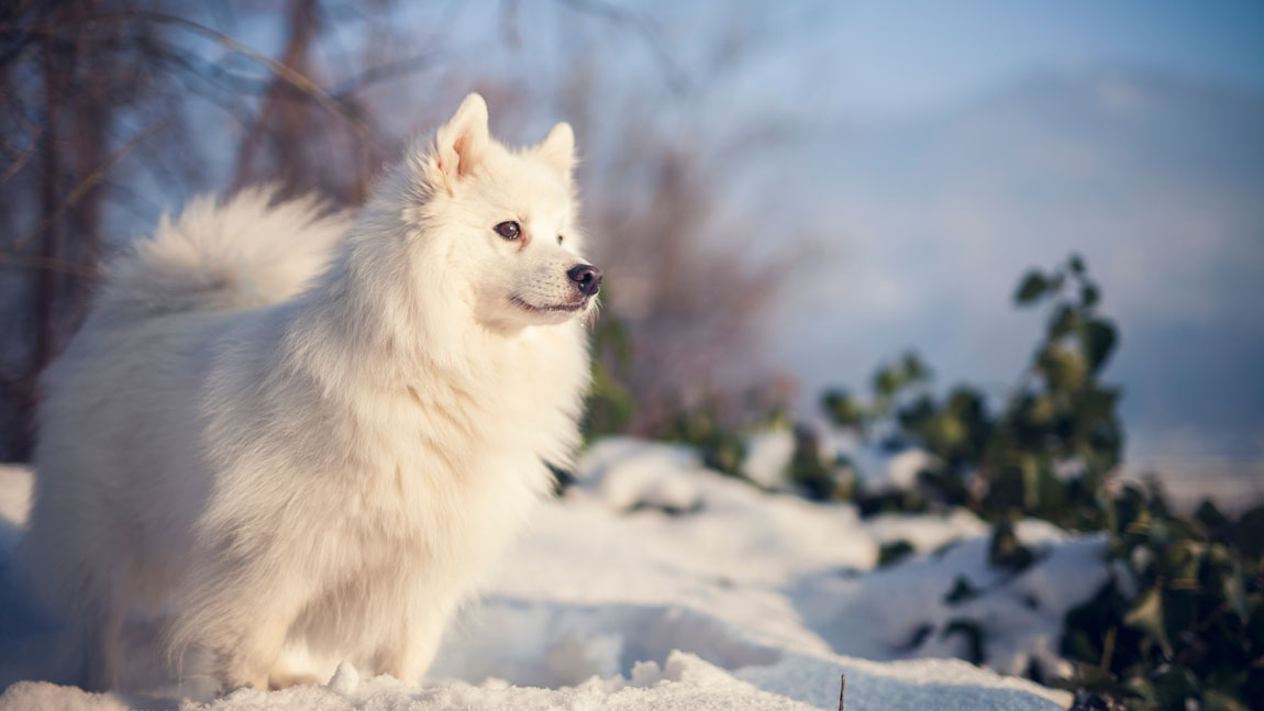 Японский шпиц