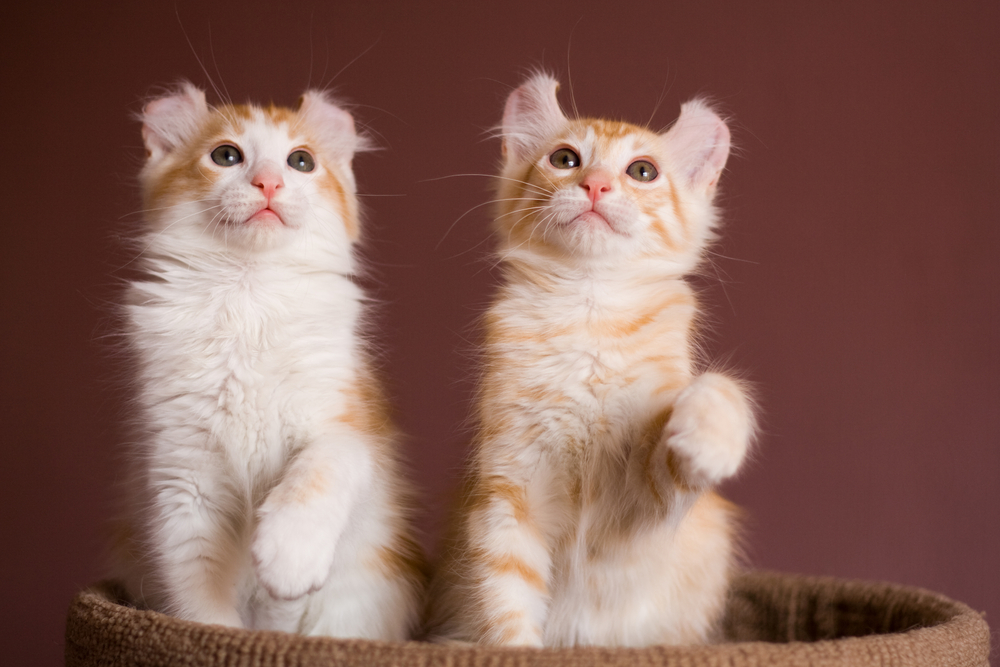 Американский кёрл