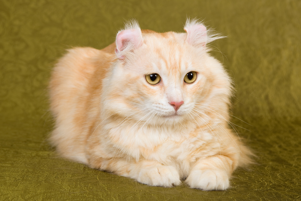 Американский кёрл