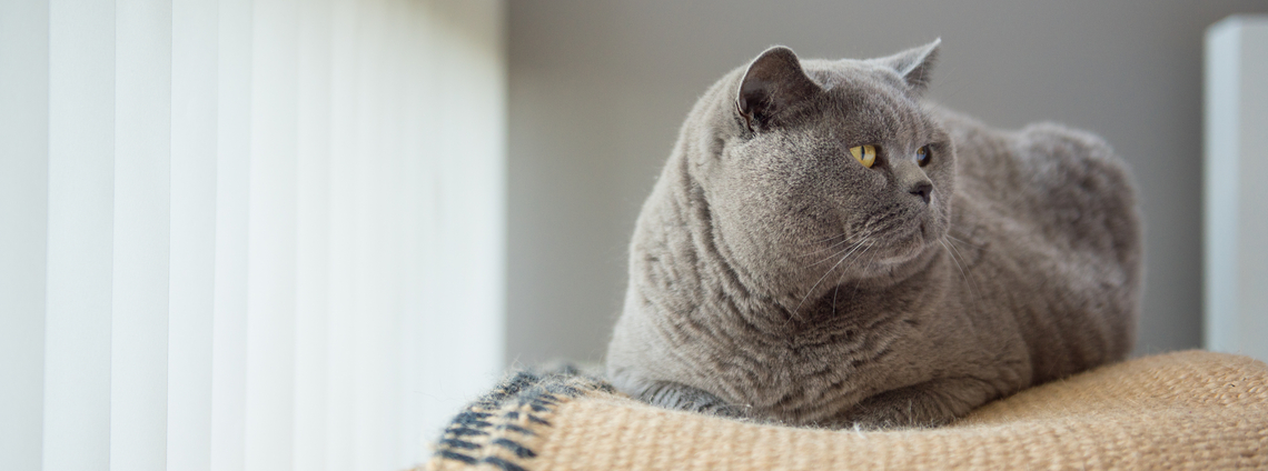 Британская кошка