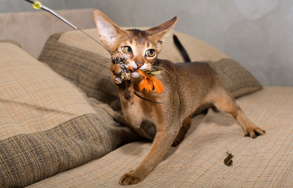 Характер «абиссинки»