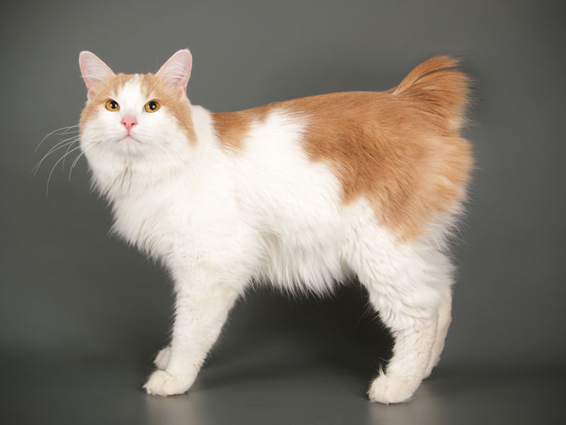 Курильский бобтейл