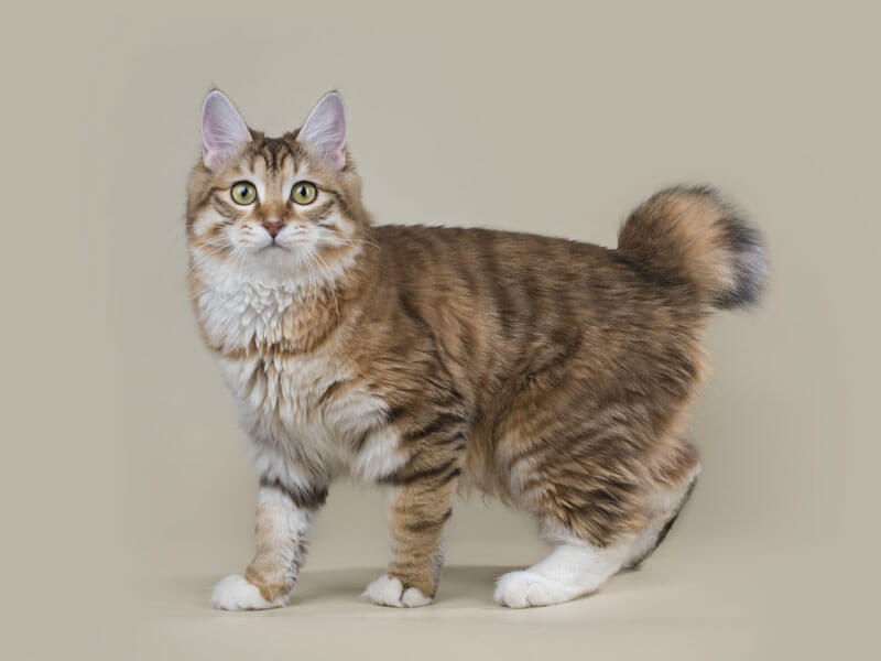 Курильский бобтейл