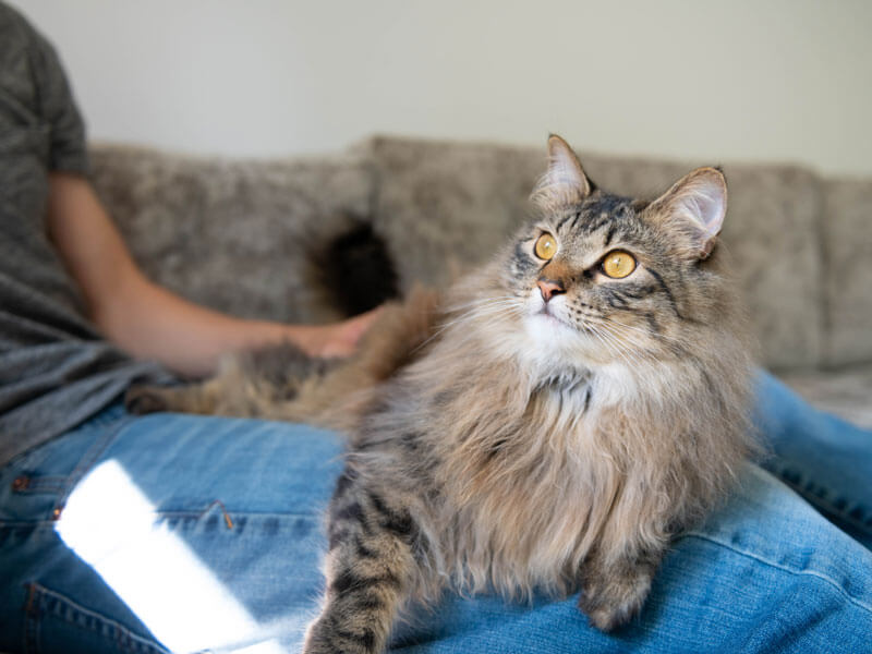 Норвежская лесная кошка