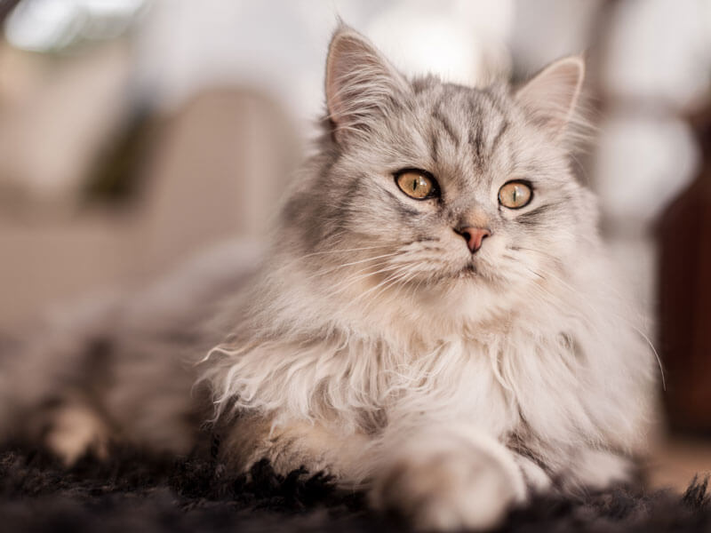 Норвежская лесная кошка