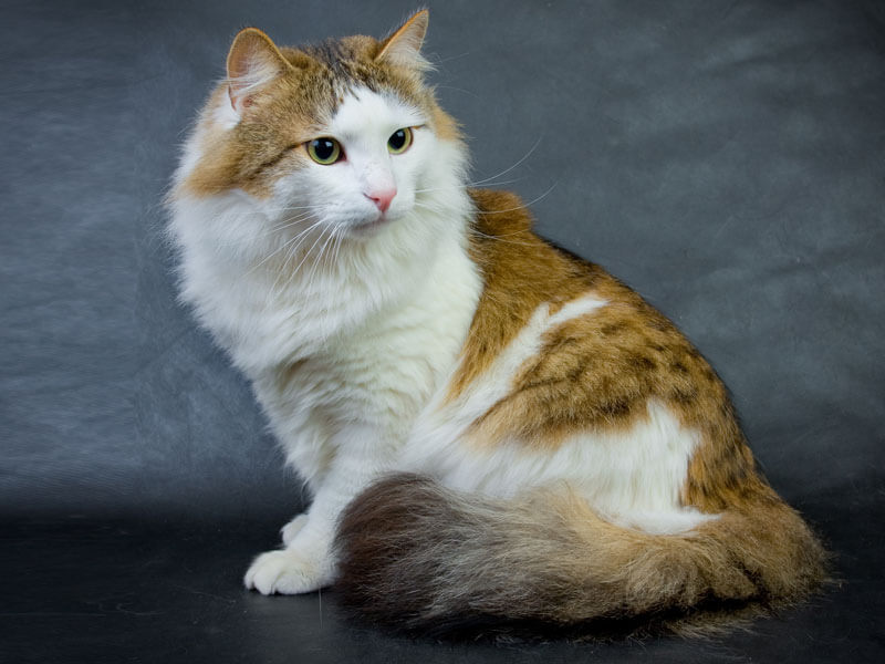 Рагамаффин