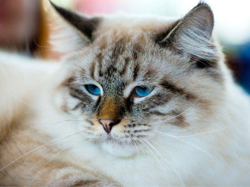 Рагамаффин