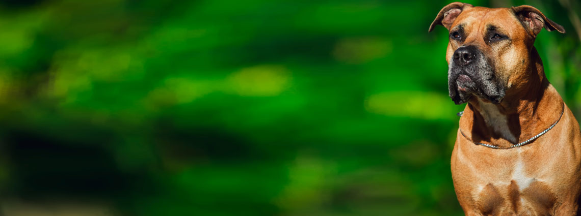 Самые опасные собаки в мире