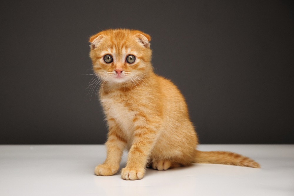 Скоттиш-фолд