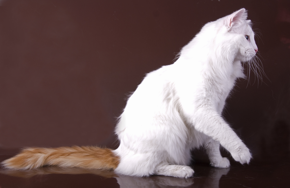 Турецкий ван