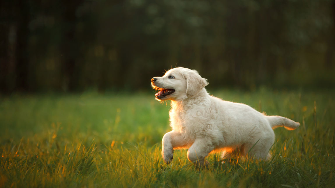 Современные прозвища для собак