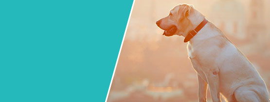 Дрессировка щенка