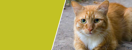 Приобретение кошки