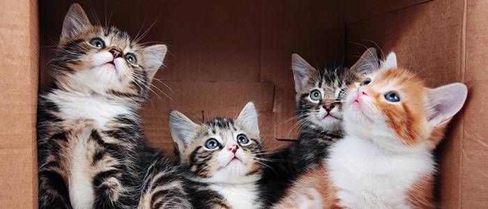 Пристрою котят уличной кошки в добрые руки