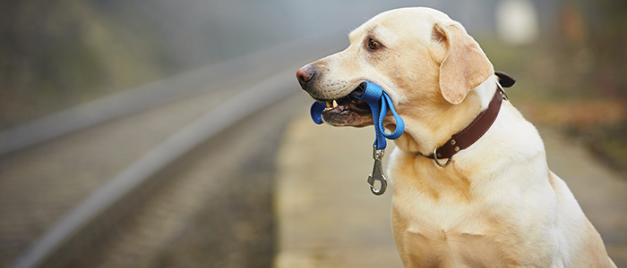 Помогу найти потерявшееся животное
