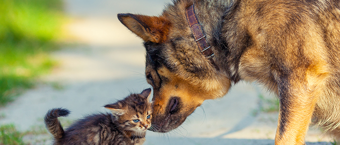 Помогу найти дом для бездомной собаки и кошки