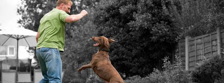 Как сделать дом и сад абсолютно безопасными для собаки