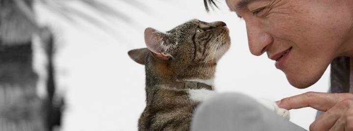 Как взять котенка из приюта