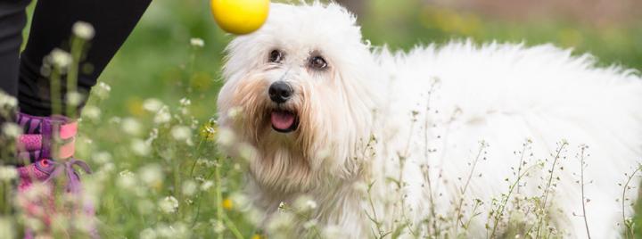 корм для собак для снижения веса и похудения