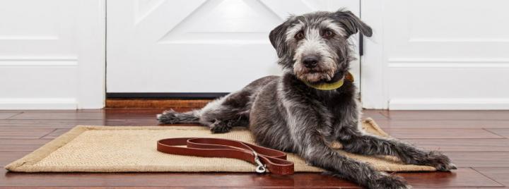 Приложение для собак