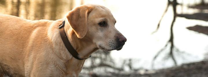 Уход за собакой во время беременности