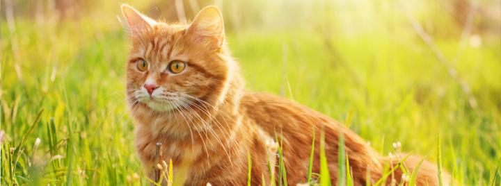 Jack Russell looking up