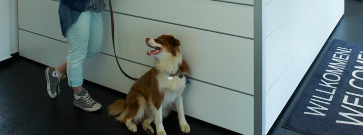 Советы по реализации инициативы «Домашние животные на рабочем месте»