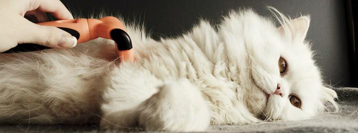 Fluffy white kitten being groomed