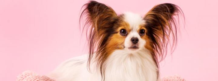 Выбираем кличку для собаки-девочки