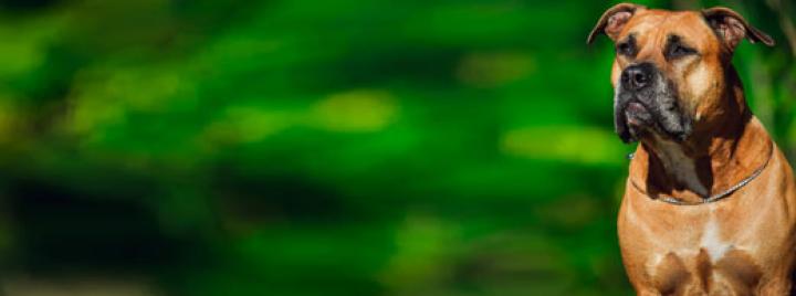 Самые опасные собаки в мире