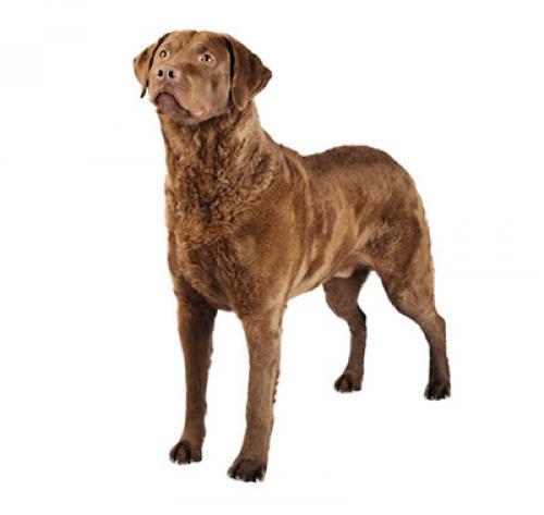 Чесапик-бей-ретривер