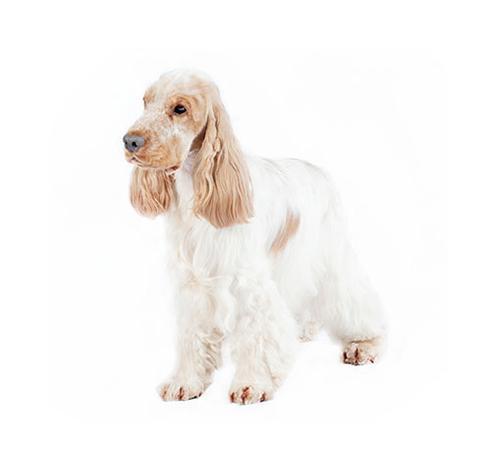 Английский кокер-спаниель