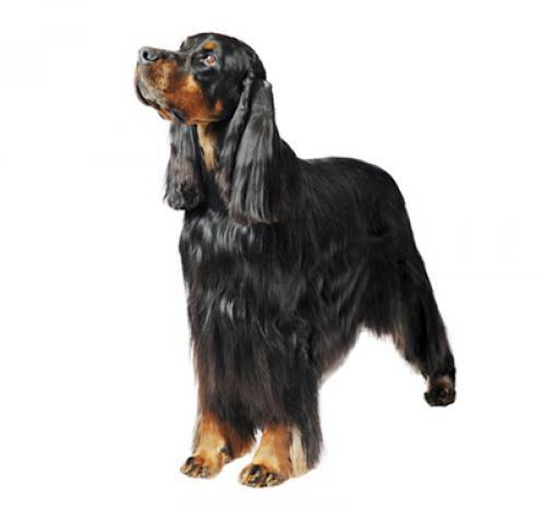 Сеттер-гордон