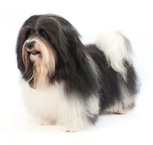 Гаванский бишон