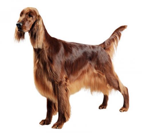 Ирландский сеттер